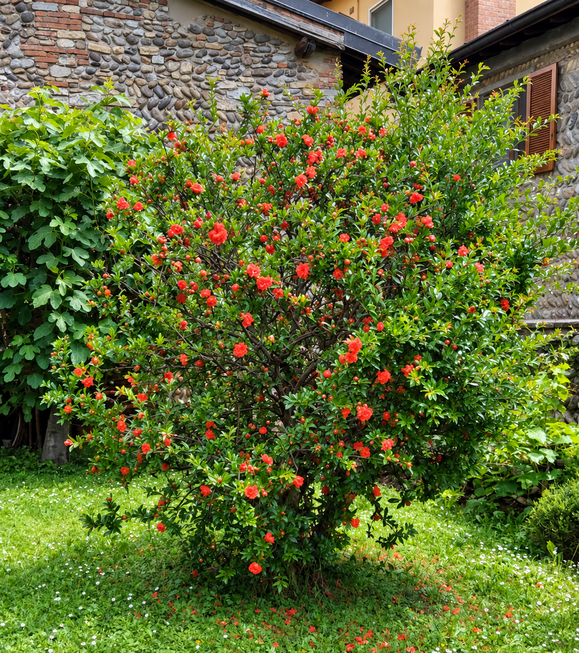 Romãzeira com folhagem verde e flores vermelhas em área ajardinada.